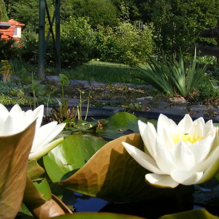 Sasfeszek Vendeghaz Hotel Zirc Bagian luar foto
